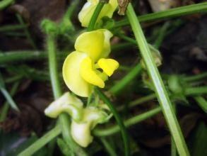 绿豆花,夏日清凉的田园诗篇