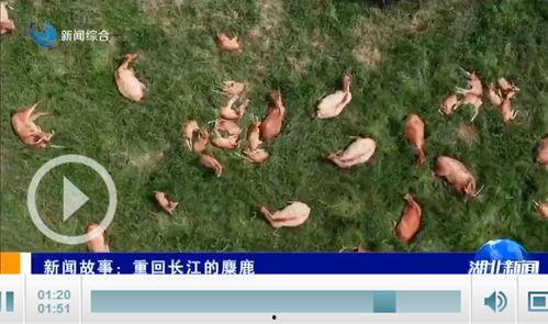 重回长江的麋鹿,长江生态的复兴使者