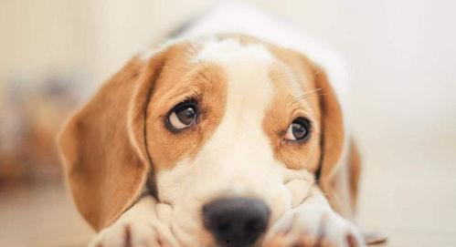 笑画1分之胖狗狗讲笑话,笑画中的幽默瞬间