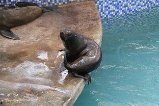 海豹看看,海洋中的神秘守护者